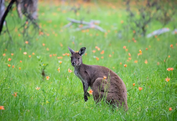 wallaby eating