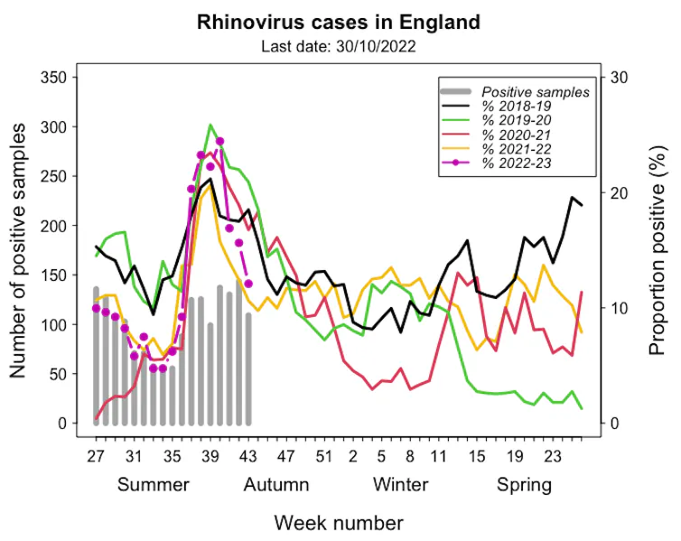 A graph showing the number of rhinovirus cases and weekly positivity rate in England over recent years.
