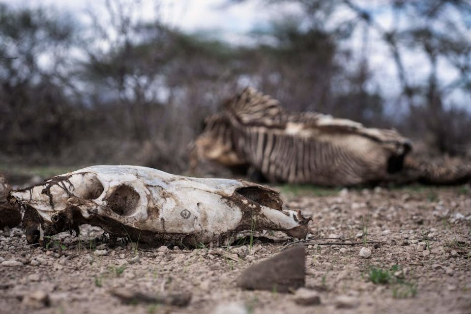 Skull of animal on the ground, with skeleton in the background