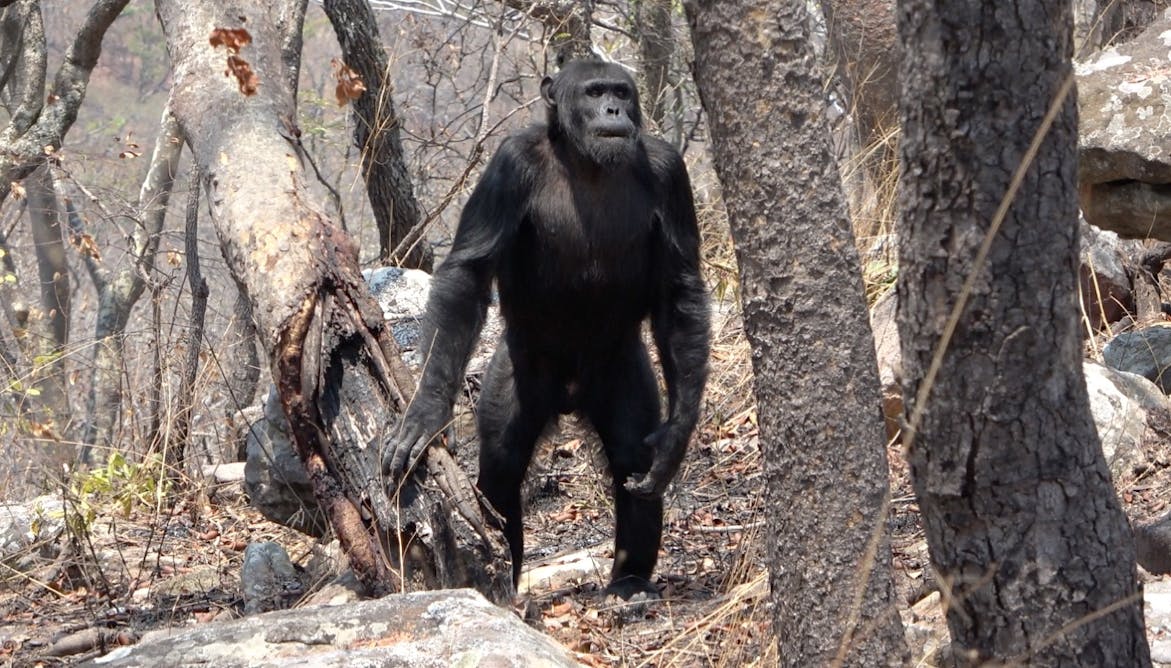 Более пристальный взгляд на шимпанзе проверяет некоторые старые теории