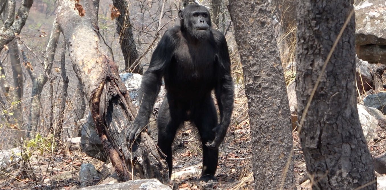 Why humans walk on two legs: a close look at chimpanzees puts some old theories to thetest