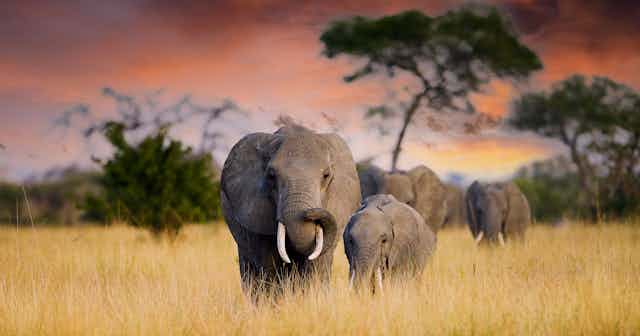 A herd of elephants walking towards the camera against a red sky.