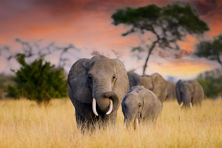 A herd of elephants walking towards the camera against a red sky.