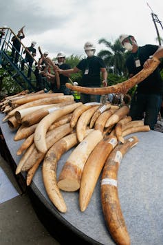 Two men standing next to a table of seized illegal ivory.