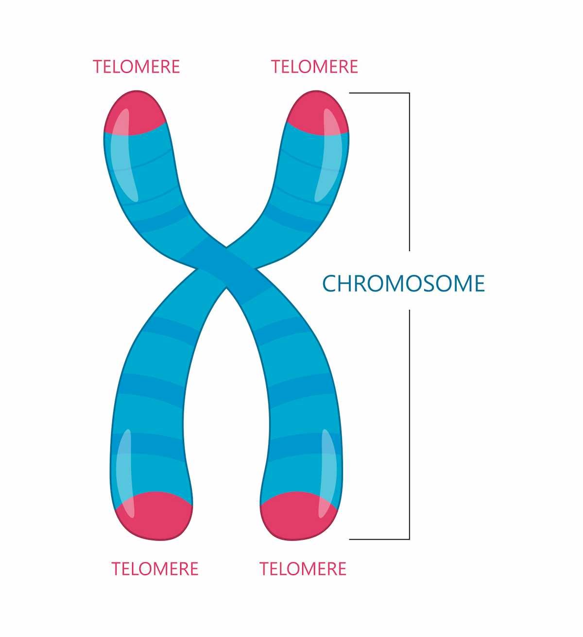 Веселая хромосома