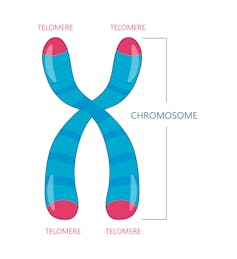 Diagram of chromosome with red telomeres at the ends