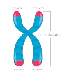 Diagram of chromosome with red telomeres at the ends