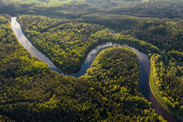 River meandering through a forest