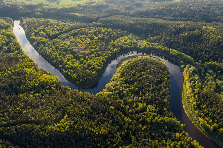 Rivière serpentant à travers une forêt