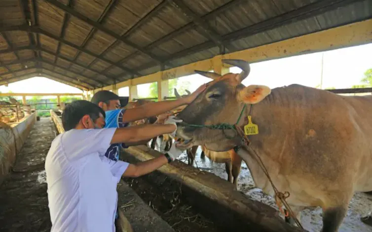 penyakit sapi