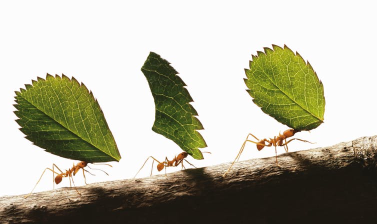 Ants – with their wise farming practices and efficient navigation techniques – could inspire solutions for some human problems