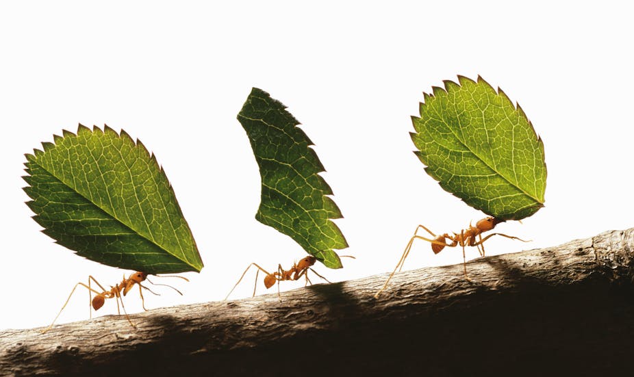 Three leafcutter ants carrying leaves across a branch