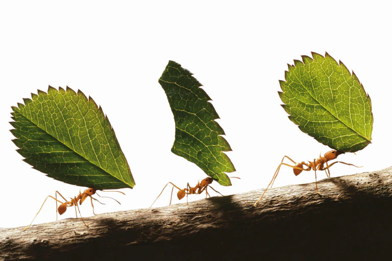Three leafcutter ants carrying leaves across a branch