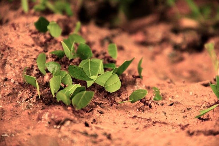 Leafcutter ants crowding a patch of dirt