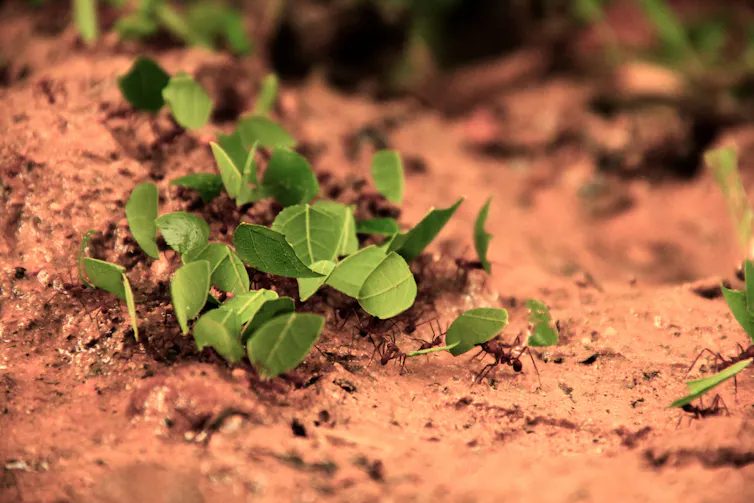 Leafcutter ants crowding a patch of dirt