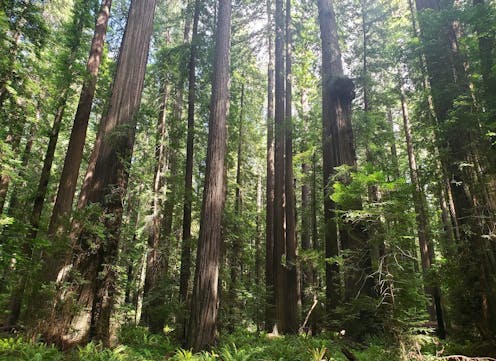 Satellites detect no real climate benefit from 10 years of forest carbon offsets in California