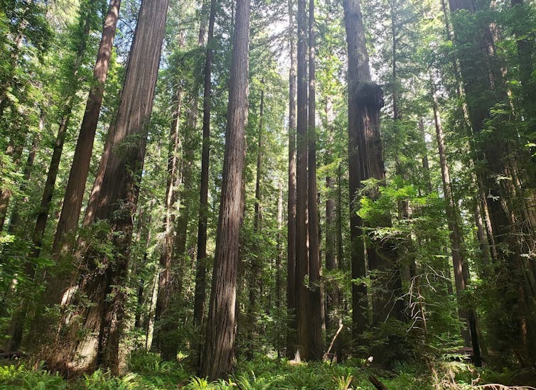 Redwood forests like this one in California can store large amounts of carbon, but not if they’re being cut down.