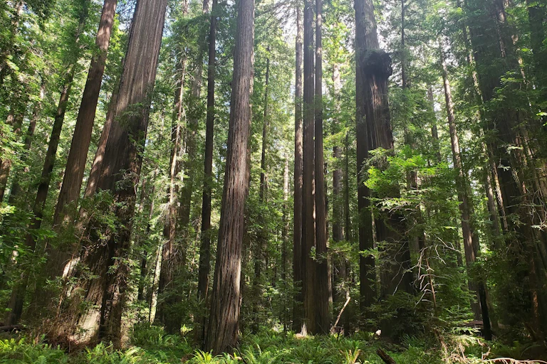 Redwood forest in Humboldt County, CA