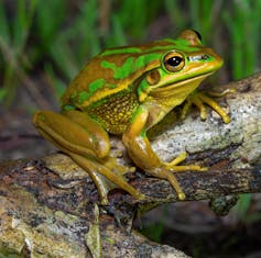Green and gold frog on a log