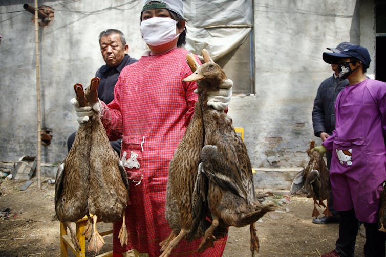 people in bird market hold up dead ducks