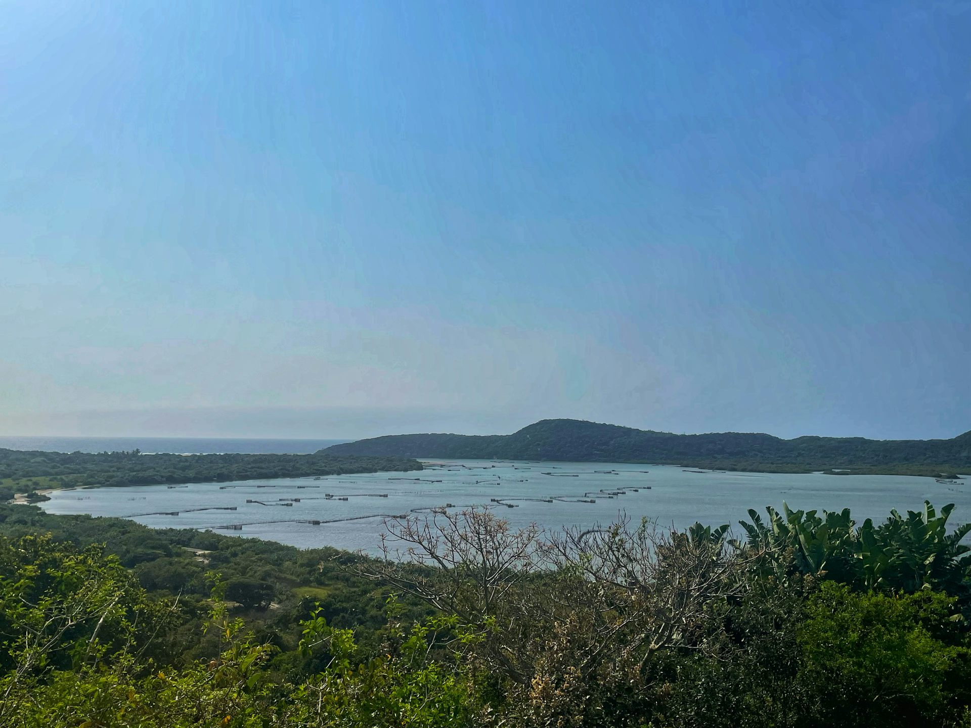 A landscape dominated by lush green plants in the foreground, with an estuary behind them and mountains silhouetted against a blue sky