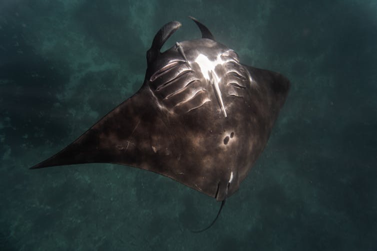 Unique identification of reef manta ray.