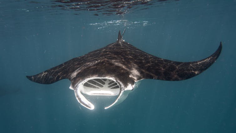 A reef manta ray when sucking as much zooplankton as possible.