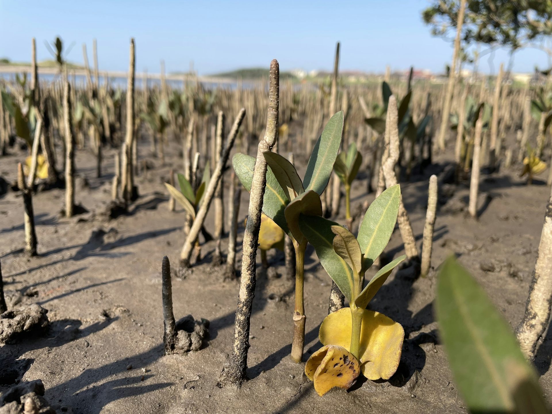 Mangrove forests won't be able to spread further in South Africa, so