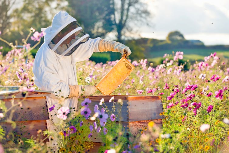 Beekeeper checking honey on the beehive frame in the field full of flowers