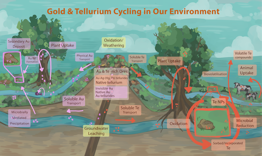 How metal-munching microbes help the rare, toxic element tellurium ...