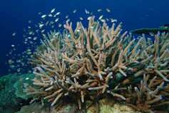 Acropora cervicornis
