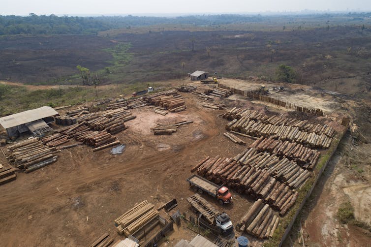 A patch of deforested area with stacks of wood piled up