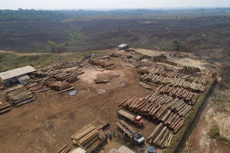 A patch of deforested area with stacks of wood piled up