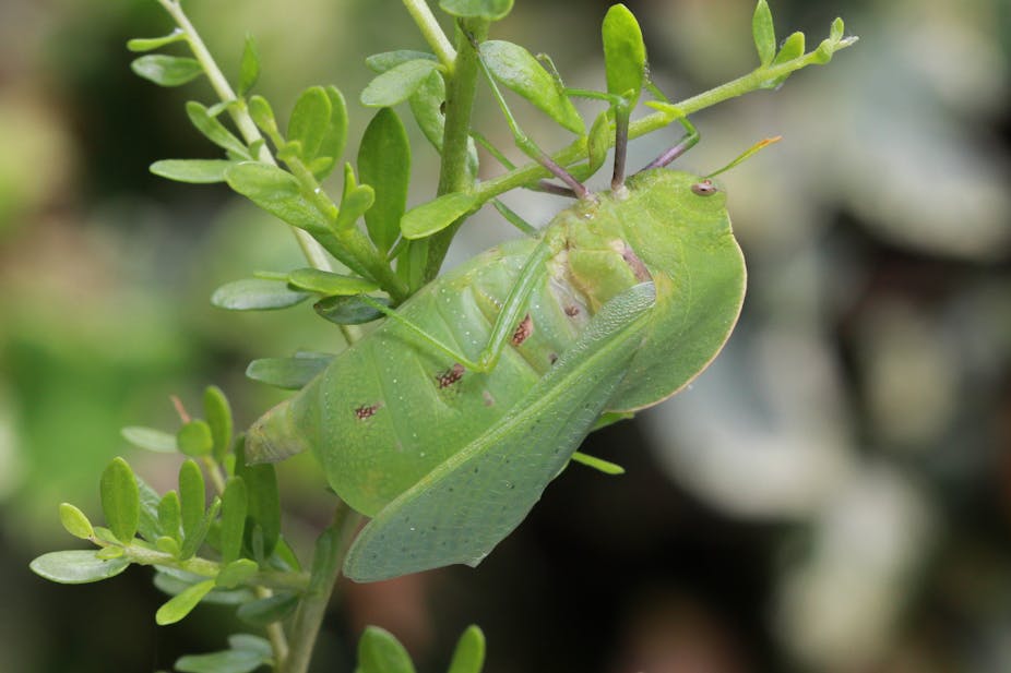 A green grasshopper on a plant