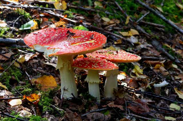Amanites tue-mouche, champignons rouges a pois blancs