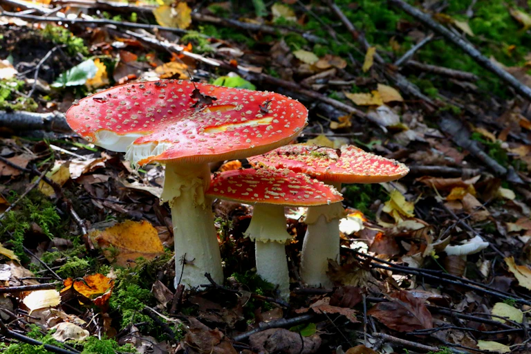 Amanites tue-mouche, champignons rouges a pois blancs