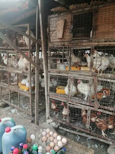 chickens locked up in two big cages in a market