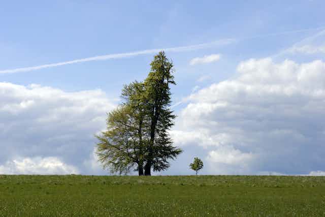 Un árbol alto y otro pequeño sobre un prado verde.