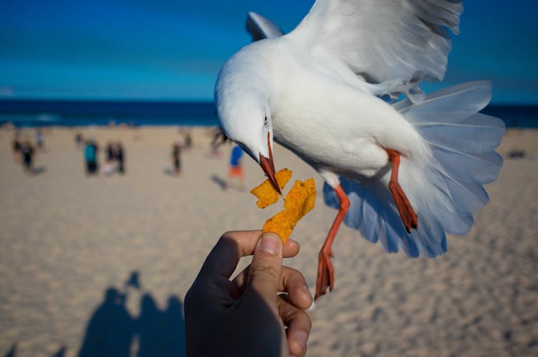 Seagull stealing a chip