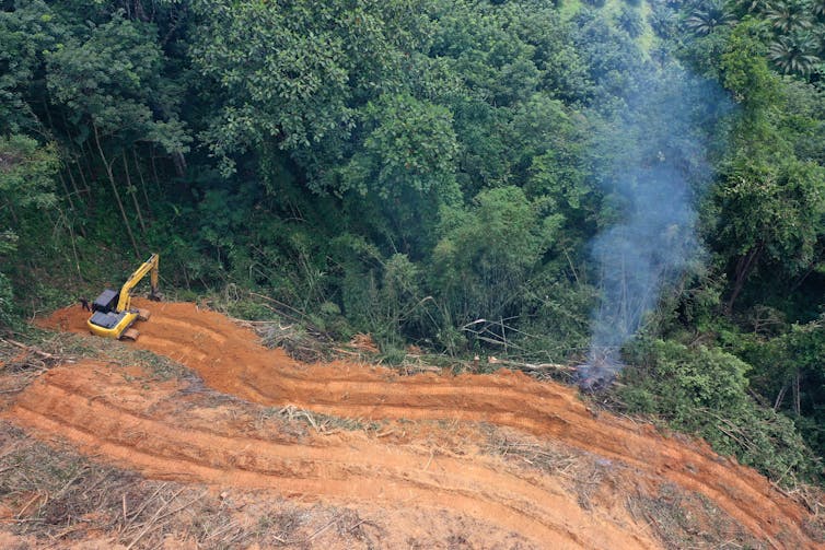 clearing for palm oil