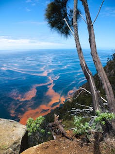 Orange coloured phytoplankton slicks in the ocean viewed from the top of a cliff.