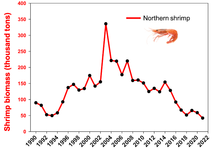 graph showing the decline in northern shrimp abundance