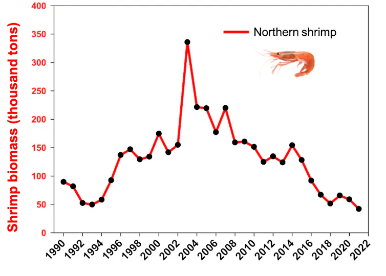 graph showing the decline in northern shrimp abundance