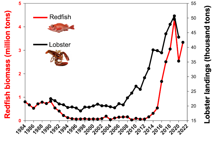graph showing the increase in abundance of lobster and redfish