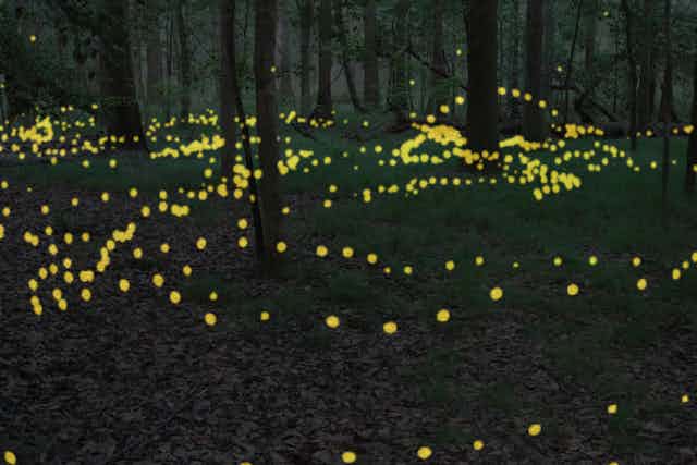 yellow dots of light throughout a wooded landscape at dusk