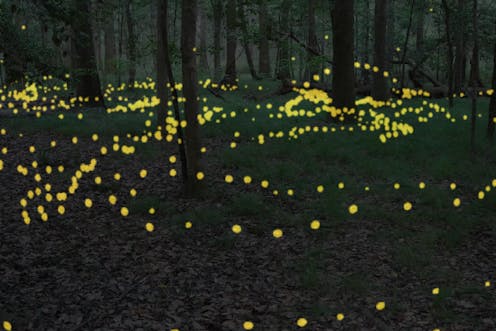 Synchrony with chaos – blinking lights of a firefly swarm embody in nature what mathematics predicted