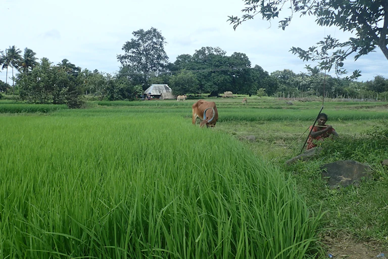 Une jeune femme agricultrice devant son champ de millet, dans les Jawadhu Hills, au Tamil Nadu.