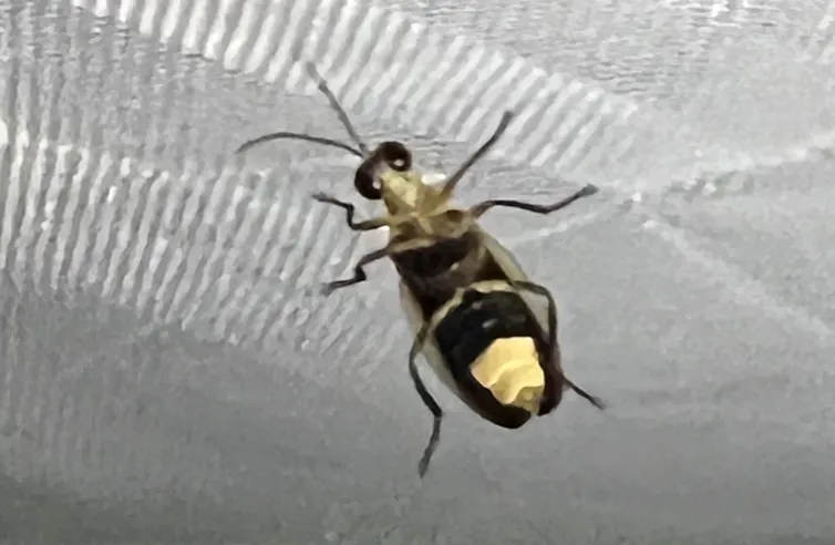Ventral view of a small insect