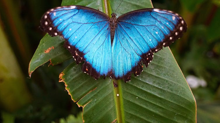 Brilliant blue butterfly on dark green leaf