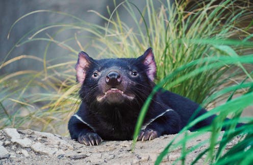 Thousands of Tasmanian devils are dying from cancer – but a new vaccine approach could help us save them